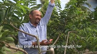 Soursop Production Techniques A training for Belize [upl. by Ellord205]