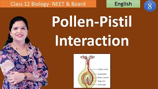 Pollen  Pistil Interaction Class 12 Biology [upl. by Barbur]