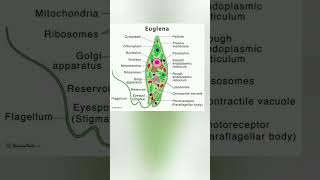 Euglena Biology for NEET medical exam science biology neet2025 neetbiology mobilepeneetcuet [upl. by Kreager638]