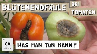 Blütenendfäule bei Tomaten behandeln  Calciummangel  Expertenwissen [upl. by Brod]