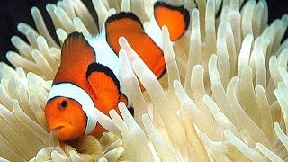 Sebae Anemone Hosting Clownfish [upl. by Schilit]