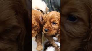 Cocker spaniel sale in chennaipetmarketcockerspanielcockerspanielpuppyexoticdogdogloverpets [upl. by Gwenn]