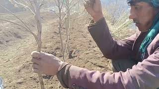 How to plant Apple Trees on M9 Rootstock Nerrisimo Gala appleplant bagwanikikheti [upl. by Anitneuq]