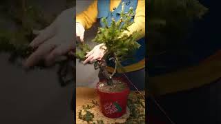 Bonsai Styling ASMR [upl. by Gierk]