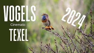 Vogels op texel 2024  Cinematic [upl. by Asseneg840]