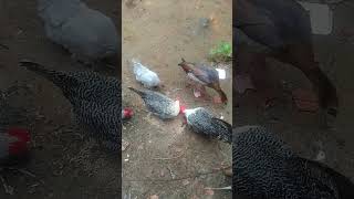 Galinhas campine aves birds pets avesilvestre rabbit aveslivres chicken [upl. by Niwrad]