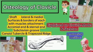 ⭐ Osteology of ClavicleUpper limbLocomotor module Explained on Clavicle Model amp Skeleton🦴 [upl. by Seraphim583]