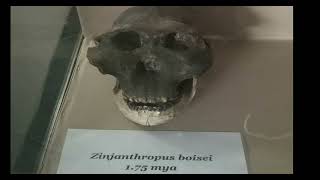 Archaic Homo Sapiens  Zinjanthropus Skull [upl. by Saihtam145]