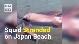 10FootLong Squid Rescued After Getting Stranded on Beach 🦑 [upl. by Neibaf]