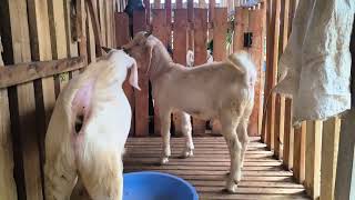 போயர் கிராஸ் கிடா குட்டி விற்பனை 8903641473 boer goat tellicherry thalacheri தலச்சேரி [upl. by Baggett]