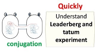 Lederberg and Tatum experiment [upl. by Naivatco]