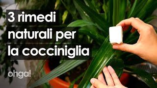 Rimedi naturali per debellare la cocciniglia con sapone di Marsiglia e aceto [upl. by Eyaj]