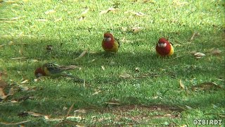 Eastern Rosellas in Grass [upl. by Atrebla]