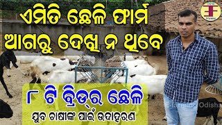 ଯୁବ ଚାଷୀଙ୍କ ଛେଳି ଫାର୍ମ Goat farming in odisha Successful youth farmer in goat farming [upl. by Ojeibbob]