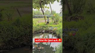 තියෙන්නෙ වතුරනම් තැන වැඩක්ම නෑ 😂🤦‍♂️ viralvideo akita aki funny comedy dog subscribe fyp [upl. by Rape]