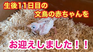 【文鳥の雛お迎え】新しい家族が増えました！生後11日目の白文鳥の赤ちゃんをお迎えしました！育て親での初めての刺し餌が難し過ぎた [upl. by Annaiviv]