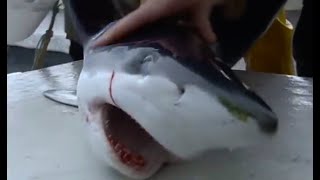 Tagging Blue Sharks  Sharks  BBC Earth [upl. by Nohs893]