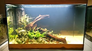 New Planted Aquascape  Oase Styleline 125  New tanks [upl. by Lotta]