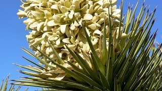 YUCCA CARE CONDITIONS  Lighting temperature watering soil mix [upl. by Hunter]