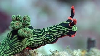 Mucky Secrets  Part 18  Sea Slugs inc Nudibranchs  Lembeh Strait [upl. by Sybyl]