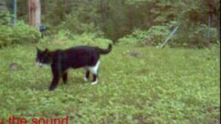 Test of ultrasonic cat repellent [upl. by Khajeh]