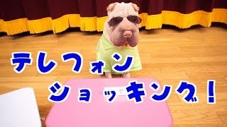 【いいとも！】もしもタモリさんがワンちゃんだったら！動物だけのテレフォンショッキング！（67） [upl. by Anica]