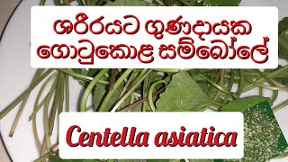 Gotukola sambol ගොටුකොළ සම්බෝලේ [upl. by Anwahsiek735]