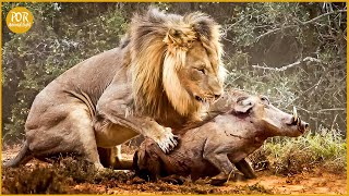 15 Most Brutal Moments Of Lions Attacking Warthog  Animal Fight [upl. by Ahsoyem]