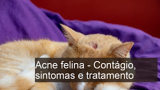 Acne felina  SINTOMAS e REMÉDIO CASEIRO [upl. by Allianora]