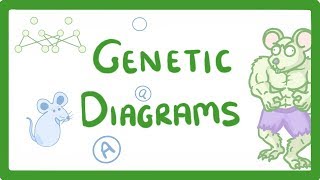 GCSE Biology  Genetic Diagrams 73 [upl. by Crystal]