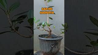 how to planting bonsai material from branch cuttings [upl. by Nanreik]