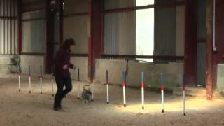 Miniature Schnauzer Agility Team Tunbridge Wells Agility Showmpg [upl. by Adnalay]