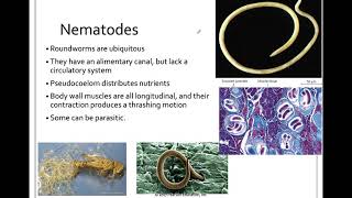 335 Ecdysozoa Nematoda [upl. by Darsie]