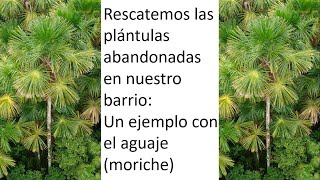 Rescatando plántulas abandonadas de aguaje en Iquitos [upl. by Eittak576]