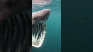 Moment 6footlong basking shark is spotted near shore [upl. by Asilam29]