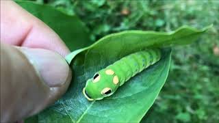 Spicebush Swallowtail [upl. by Tish227]