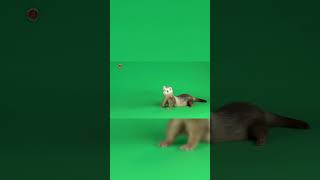 Real Ferret Sounds  High Quality  Cute Ferret Sound Experience  4K shorts [upl. by Nrehtak654]