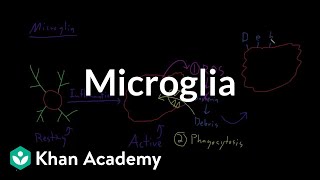 Microglia  Nervous system physiology  NCLEXRN  Khan Academy [upl. by Dnomyaw]