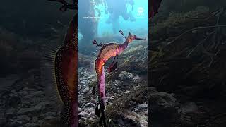 Diver spots male seadragon with vibraint pink eggs  ABC News [upl. by Ahsiugal]