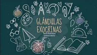 Glándulas exocrinas [upl. by Rahab]