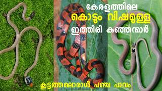 ഉഗ്ര വിഷമുള്ള കേരളത്തിലെ കുഞ്ഞൻ പാമ്പുകൾ  Dangerous Snake in Kerala STORIES PLUS [upl. by Eilak]