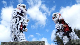 LION DANCEThe Lion tug of war  Phap Quang Temple [upl. by Olbap]