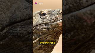 Komodo Dragon The Funny Truth [upl. by Coralyn]