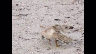 Black Skimmer chick eats fish and goes looking for moreavi [upl. by Rede]