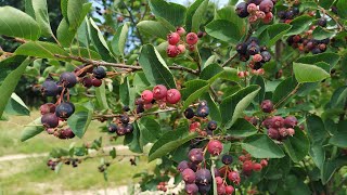 Juneberry Amelanchier lamarckii a tasty ornamental [upl. by Zink]