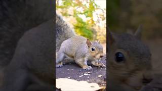 Squirrel making noise [upl. by Iggem]