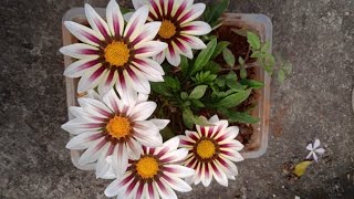 How to Grow Gazania plant from seed 🌸🌼🌱 [upl. by Goodkin]