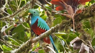 Resplendent Quetzal Le Quetzal resplendissant Costa Rica [upl. by Tomi840]