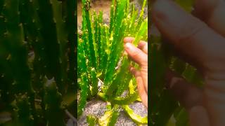 தாகம் தீர்க்கும் கள்ளி முளையான்  caralluma adscendens  Caralluma fimbriata [upl. by Atirhs]