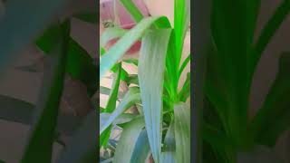 Yucca palm🌴after pruning result ytshorts foryou indoorplants viralshort trending gaveaway [upl. by Jovia]